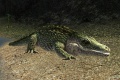 AlligatorMyrtana.jpg